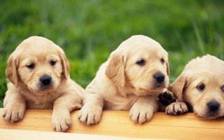Three puppies sitting wooden bench - three puppy free wallpaper