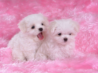 White dogs pink blanket cherry - their tongue free wallpaper
