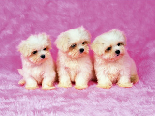 Three small white dogs sitting 2 - edward george handel lucas free wallpaper