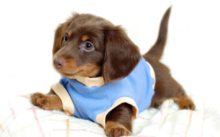 Small brown dog blue shirt - blanket free wallpaper