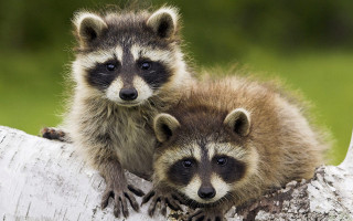 Two raccoons sitting on tree - the camera and the other free wallpaper