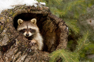 Raccoon peeking tree trunk snow - a raccoon free wallpaper