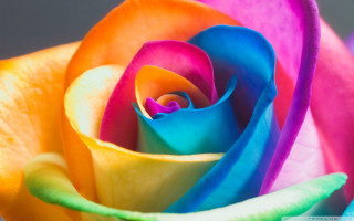 Rainbow colored rose gray background - a rainbow free wallpaper