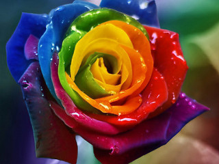 Multicolored rose water droplets green 2 - rich vivid color free wallpaper