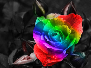 Rainbow colored rose leaves black - a rainbow free wallpaper for desktop
