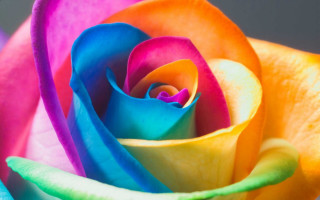 Rainbow rose black background white - the edge free wallpaper
