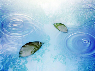 Two fish swimming pond trees - white cloud free wallpaper for desktop