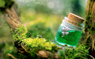 Green jar mossy branch magical - mossy free wallpaper for desktop