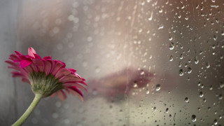 Pink flower rain drops window - a window pane free wallpaper