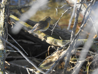 Small bird mossy branch woods - mossy free wallpaper
