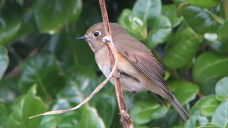 Bird branch leaves bokeh macro - epsylon point free wallpaper
