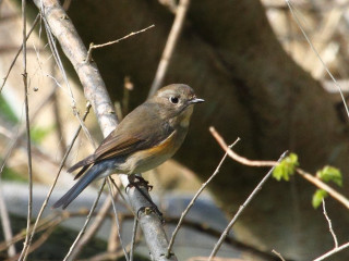 Bird perched branch tree no - a branch in a tree free wallpaper