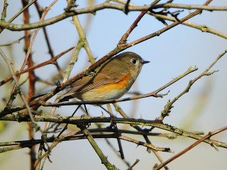 Bird sitting branch tree no 3 - dave allsop free wallpaper