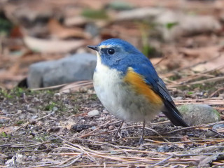 Blue bird standing ground twigs - scattered free wallpaper