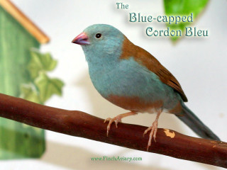 Blue capped corbon bird perched - new objectivity free wallpaper