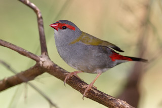 Small bird branch blurry background 2 - an illustration of free wallpaper