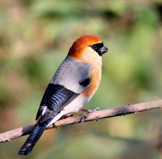 Red head bird sitting branch - free bird wallpaper for tablet