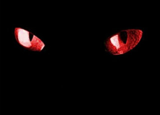 Black cat eyes red light - visible free wallpaper