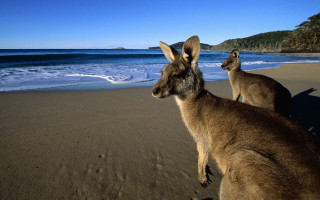 Kangaroos beach ocean waves crashing - a beach near the ocean free wallpaper
