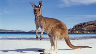 Kangaroo beach blue sky water - a kangaroo free wallpaper