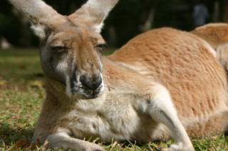 Kangaroo resting person background looking - free animals wallpaper for desktop