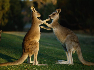 Kangaroos playing grass night time - sharp claw free wallpaper