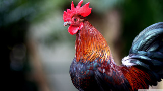 Rooster red comb black tail - its head and neck free wallpaper