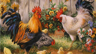 Chickens roosters garden flowers fence - a garden free wallpaper