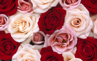 Red white roses arrangement pattern - wallpaper free wallpaper for desktop