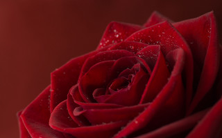 Red rose water droplets petals - petal free wallpaper