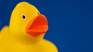 Yellow rubber ducky red nose - ducky free wallpaper