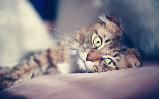 Cat laying back bed eyes - beautiful eye free wallpaper