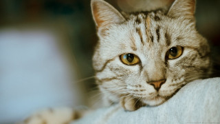 Cat couch head arm chair - a portrait free wallpaper