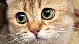 Cat green eyes sad face - eye free wallpaper for desktop