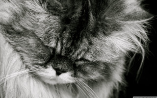 Longhair cat lookingdown closedeyes tiltedhead - its eye free wallpaper for desktop