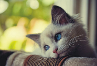 White cat blue eyes couch 3 - the window free wallpaper for desktop