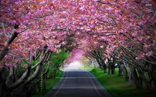 Road lined with trees pink - the middle of the road free wallpaper
