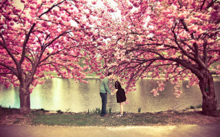 Couple tree pink flowers lake - romantic free wallpaper