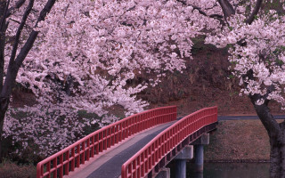 Red bridge river railing bench 2 - free spring wallpaper
