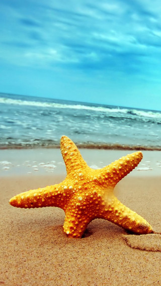 Starfish beach ocean blue sky 3 - free beach wallpaper for mobile