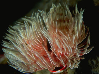 Coral closeup black background red - end free wallpaper for desktop