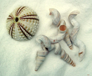 Sea shells blanket sea urchin - alison kinnaird free wallpaper for desktop