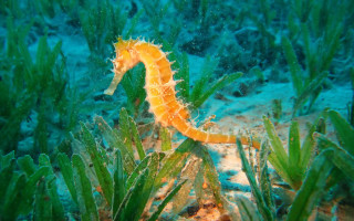 Seahorse seaweed underwater coral fantasy - other food free wallpaper