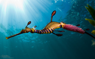 Sea horse swimming fish back - its back end free wallpaper
