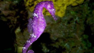 Purple seahorse rock water droplets - abidin dino free wallpaper