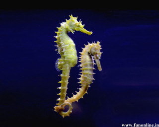 Sea horse standing upright in - tail free wallpaper
