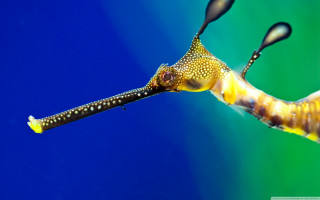 Seahorse closeup long tail long - a long nose free wallpaper