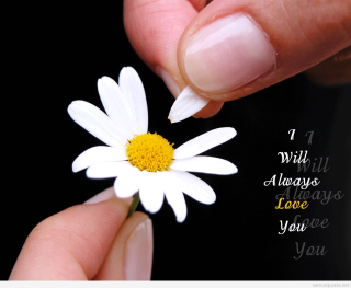 Romantic flower quote love screenshot - ammi phillips free wallpaper