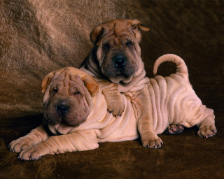 Two dogs brown blanket towel - real free wallpaper