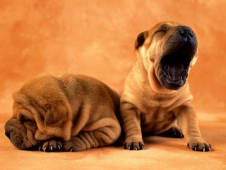 Two dogs yawning brown background - two dog free wallpaper